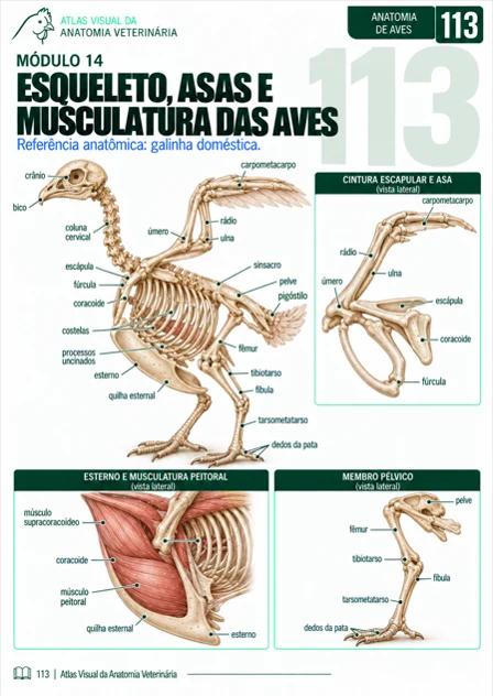 Página do Atlas Visual de Anatomia Veterinária: Esqueleto e musculatura das aves