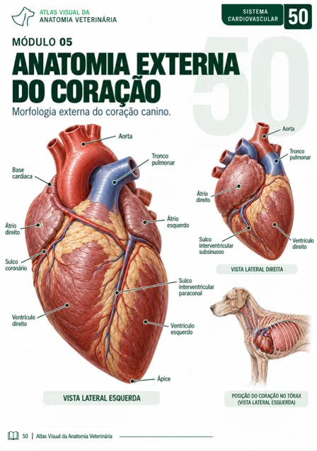 Página do Atlas Visual de Anatomia Veterinária: Anatomia externa do coração