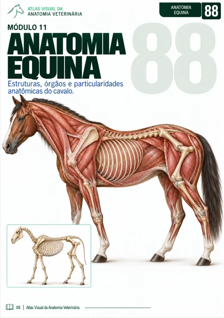 Página do Atlas Visual de Anatomia Veterinária: Anatomia equina